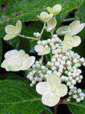 mga uri ng pagtatanim ng hardin ng hydrangea at pangangalaga sa labas