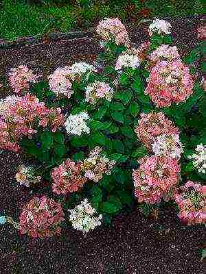 mga uri ng pagtatanim ng hardin ng hydrangea at pangangalaga sa labas