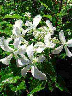 mga uri ng pagtatanim ng hardin ng hydrangea at pangangalaga sa labas