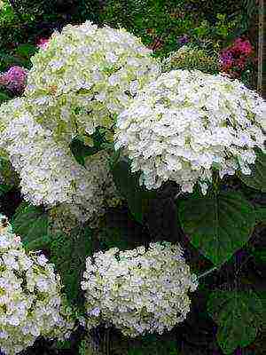 mga uri ng pagtatanim ng hardin ng hydrangea at pangangalaga sa labas