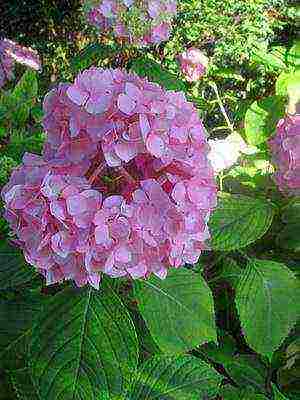 types of hydrangea garden planting and outdoor care