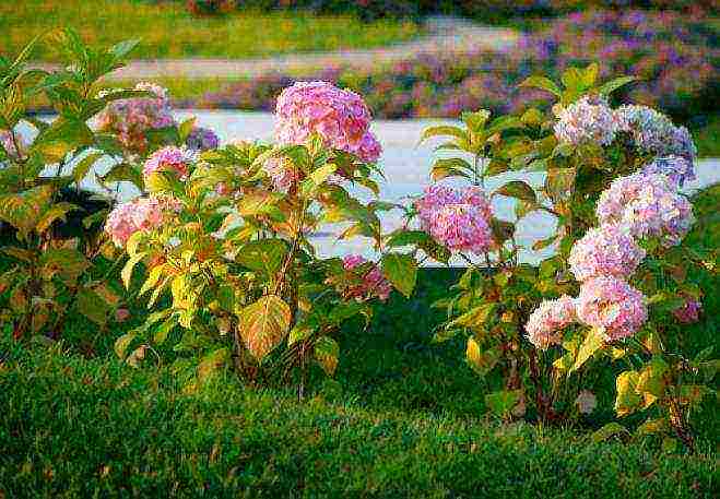 mga uri ng pagtatanim ng hardin ng hydrangea at pangangalaga sa labas