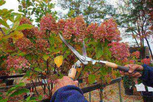 mga uri ng pagtatanim ng hardin ng hydrangea at pangangalaga sa labas