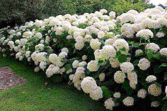 types of hydrangea garden planting and outdoor care