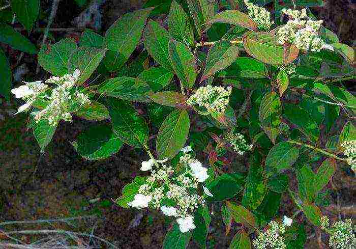 mga uri ng pagtatanim ng hardin ng hydrangea at pangangalaga sa labas