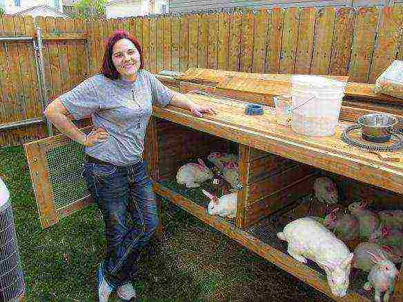 is it profitable to raise rabbits for meat at home