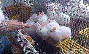 is it profitable to raise rabbits for meat at home