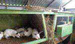 je li isplativo uzgajati zečeve za meso kod kuće