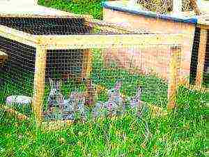 is it profitable to raise rabbits for meat at home