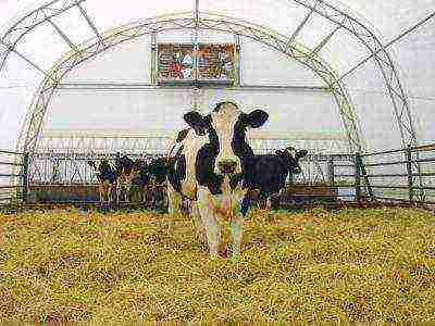 is it profitable to raise calves for meat at home