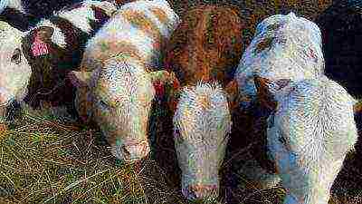 is it profitable to raise calves for meat at home