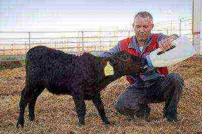 is it profitable to raise calves for meat at home