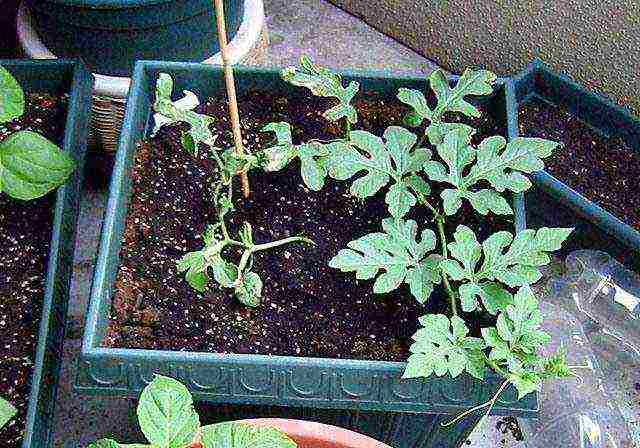 we grow a watermelon from a stone at home