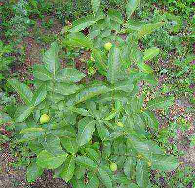 we grow walnuts at home