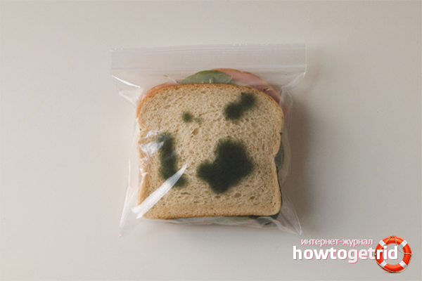 we grow mold on bread at home