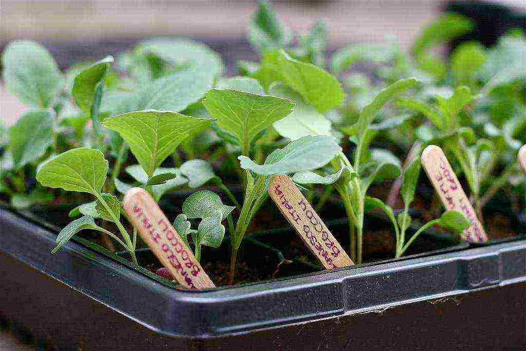 we grow cabbage seedlings at home