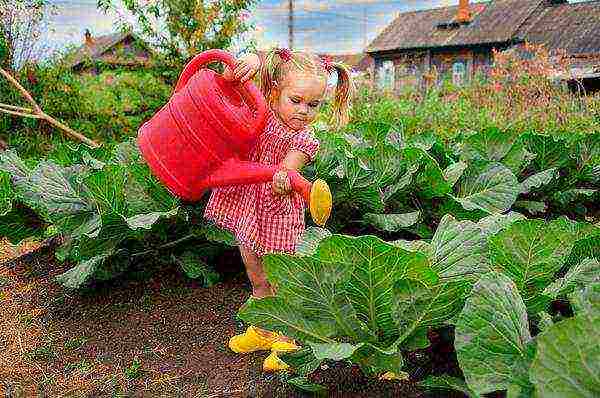 we grow cabbage seedlings at home