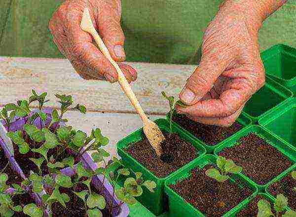 we grow cabbage seedlings at home