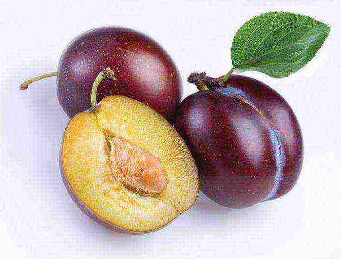 we grow a plum from a stone at home