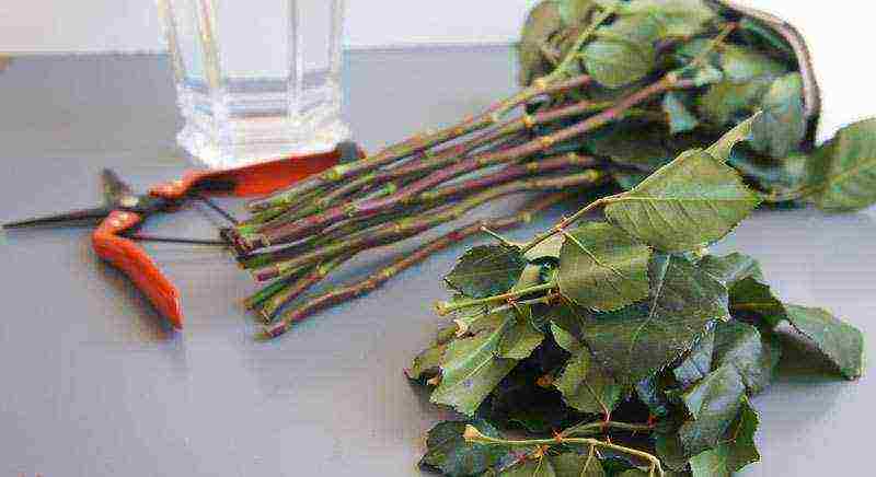 grow roses from cuttings at home