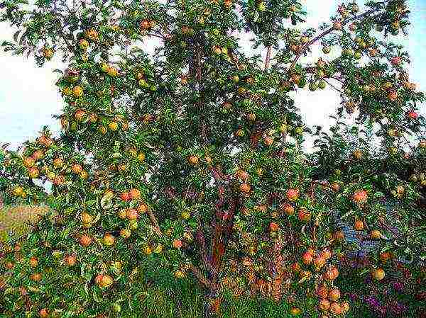 mga dwarf apple tree ang pinakamahusay na mga pagkakaiba-iba