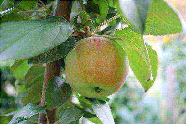 mga dwarf apple tree ang pinakamahusay na mga pagkakaiba-iba