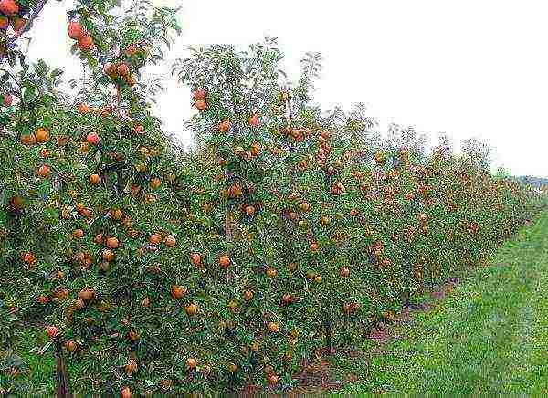 mga dwarf apple tree ang pinakamahusay na mga pagkakaiba-iba