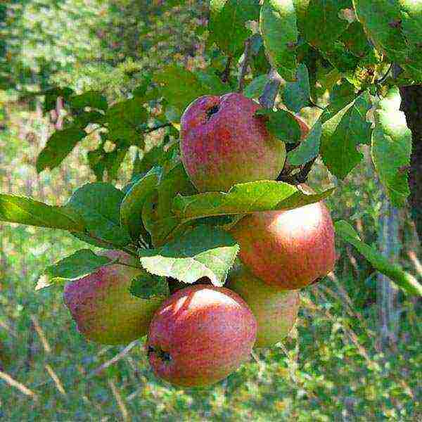 mga dwarf apple tree ang pinakamahusay na mga pagkakaiba-iba