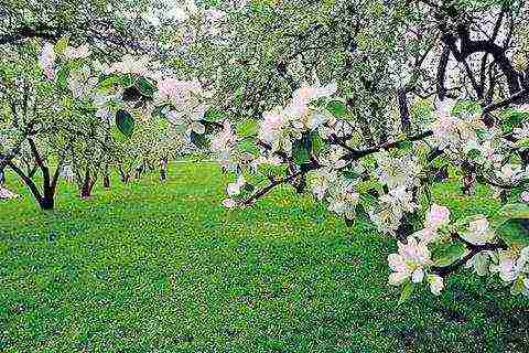 apple tree planting and care in the open field for beginners