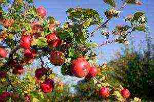 apple tree planting and care in the open field for beginners