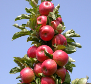 apple tree planting and care in the open field for beginners