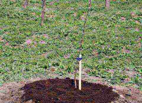 apple tree planting and care in the open field for beginners