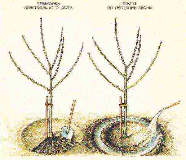 apple tree planting and care in the open field for beginners