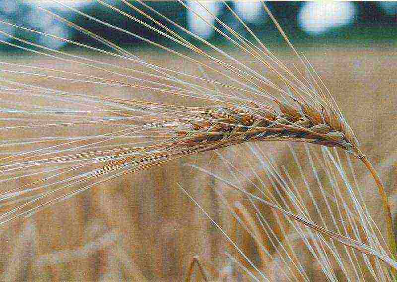 cereals that were grown by the Eastern Slavs