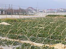 cereals that were grown by the Eastern Slavs