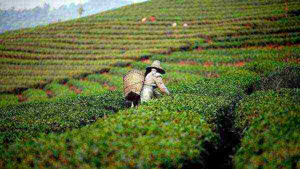 cereals that were grown by the Eastern Slavs