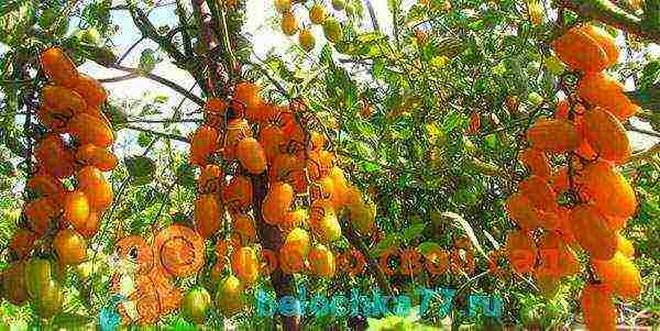 yellow tomatoes the best varieties