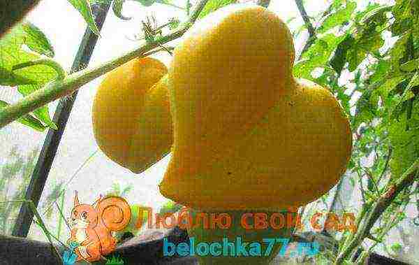 yellow tomatoes the best varieties