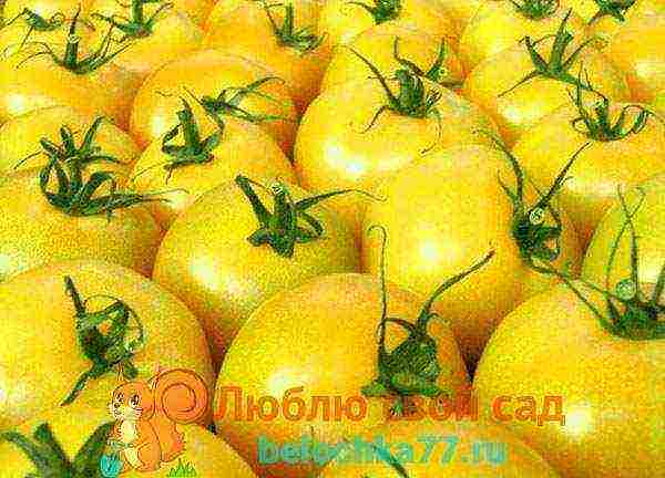 yellow tomatoes the best varieties