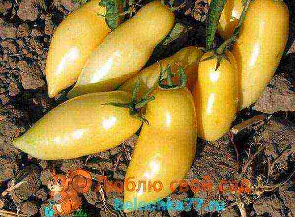 yellow tomatoes the best varieties