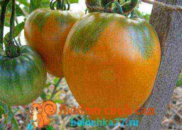 yellow tomatoes the best varieties