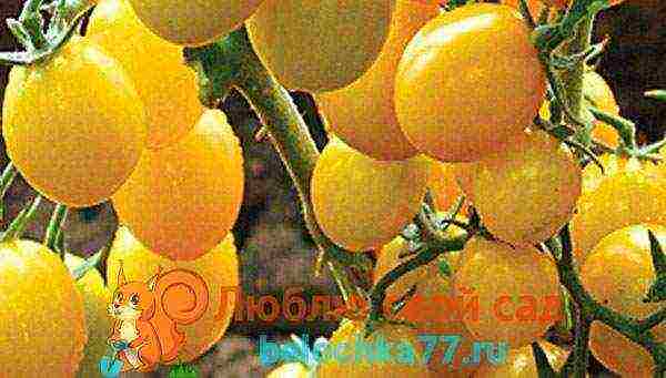 yellow tomatoes the best varieties