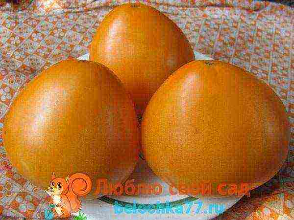 yellow tomatoes the best varieties