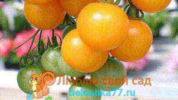 yellow tomatoes the best varieties