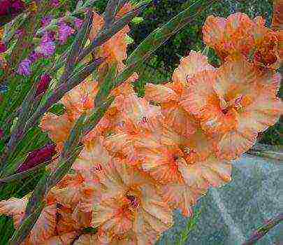 100 best varieties of gladioli