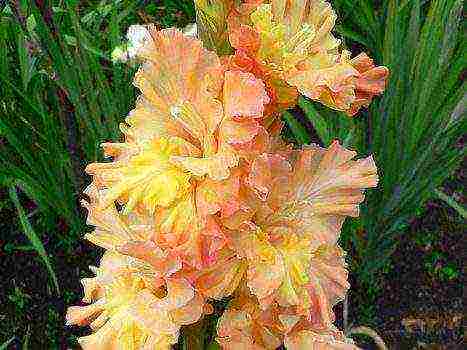 100 best varieties of gladioli