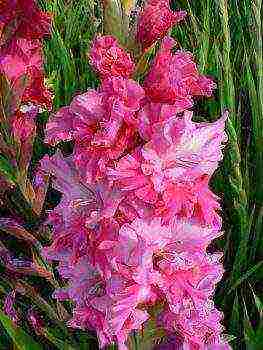 100 best varieties of gladioli