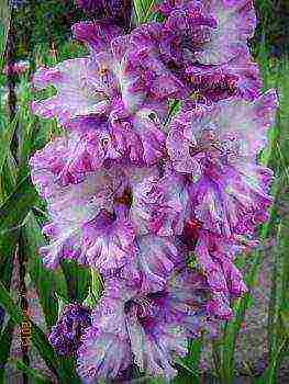 100 best varieties of gladioli