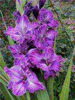 100 best varieties of gladioli