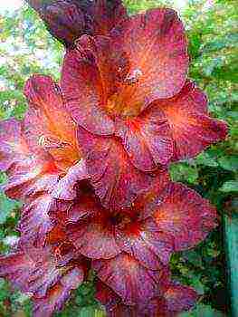 100 best varieties of gladioli